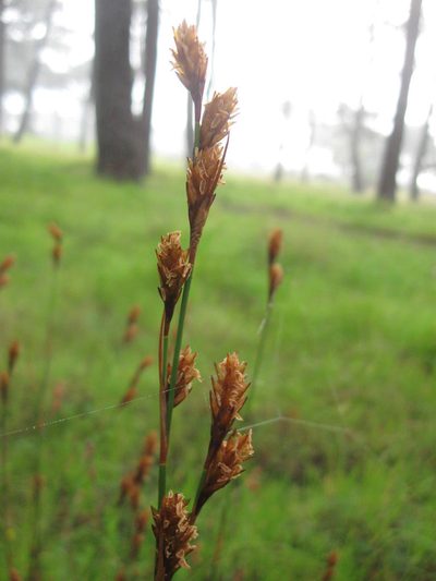 Restio quinquefarius, photographed by Caroline Voget