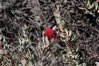 Protea sulphurea, photographed by Tony Rebelo