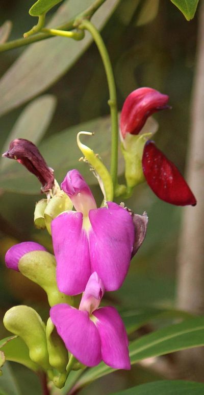 Canavalia bonariensis, photographed by Robert Taylor