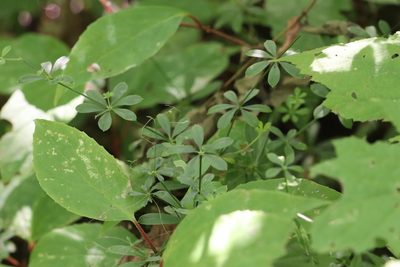 Galium dahuricum, photographed by Nina Filippova