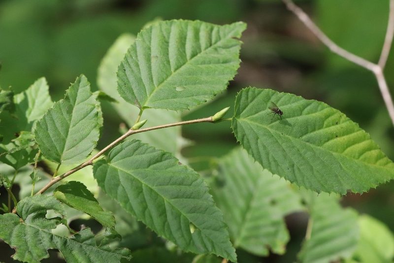 Carpinus cordata, photographed by Nina Filippova