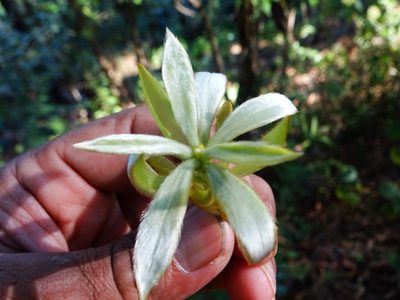 Actinodaphne bourdillonii, photographed by Ajit Ampalakkad
