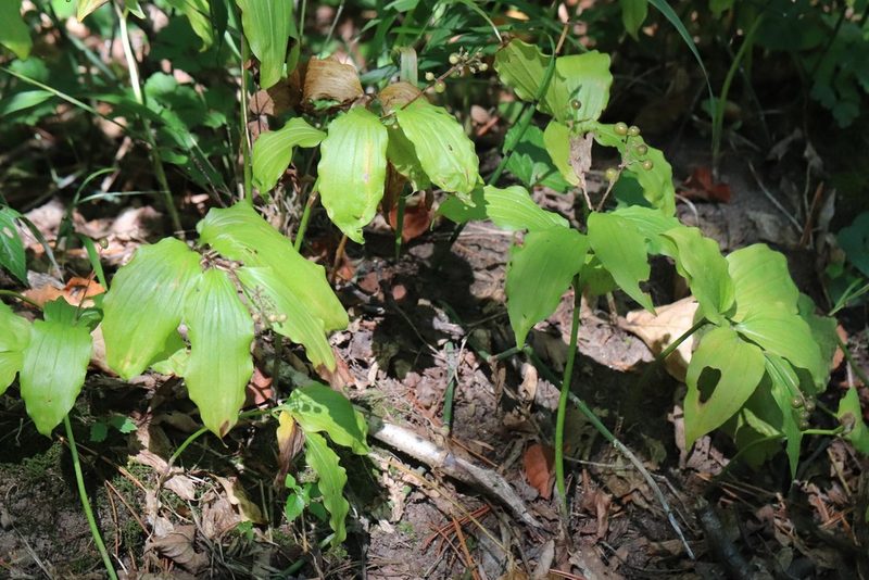 Maianthemum japonicum, photographed by Nina Filippova
