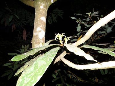 Actinodaphne bourdillonii, photographed by Ajit Ampalakkad
