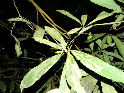 Actinodaphne bourdillonii, photographed by Ajit Ampalakkad