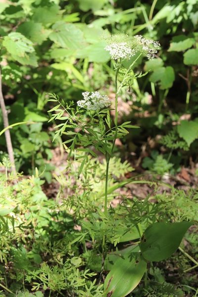 Ostericum maximowiczii, photographed by Nina Filippova