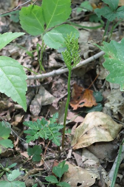 Sceptridium robustum, photographed by Nina Filippova