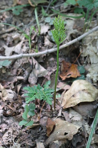 Sceptridium robustum, photographed by Nina Filippova
