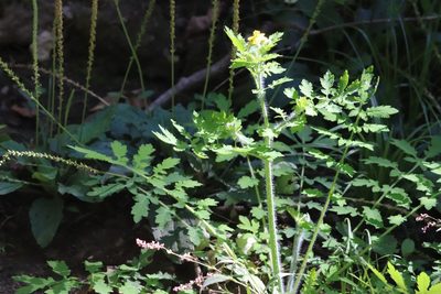 Chelidonium asiaticum, photographed by Nina Filippova