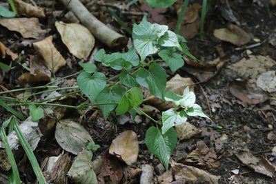 Viola acuminata, photographed by Nina Filippova