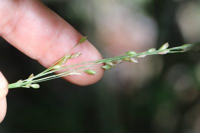 Diarrhena mandshurica, photographed by Nina Filippova