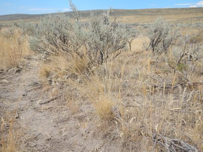 Festuca idahoensis, photographed by Matt Lavin