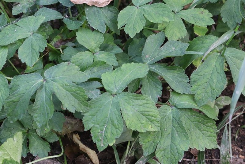 Sanicula chinensis, photographed by Nina Filippova