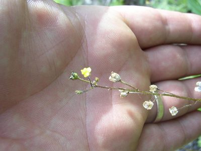 Nemesia pinnata, photographed by Tony Rebelo