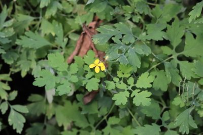 Chelidonium asiaticum, photographed by Nina Filippova