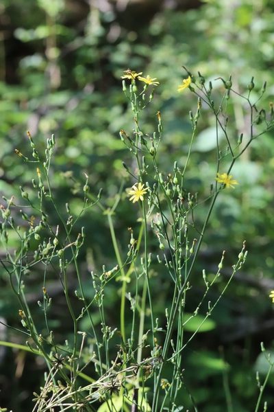 Lactuca triangulata, photographed by Nina Filippova