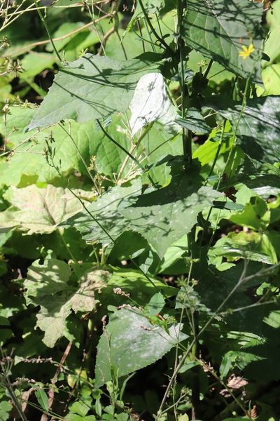 Lactuca triangulata, photographed by Nina Filippova