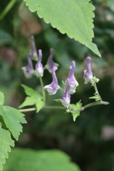 Aconitum alboviolaceum, photographed by Nina Filippova