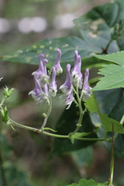 Aconitum alboviolaceum, photographed by Nina Filippova