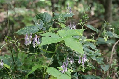 Aconitum alboviolaceum, photographed by Nina Filippova