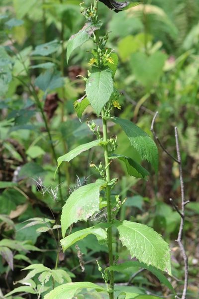 Lactuca triangulata, photographed by Nina Filippova