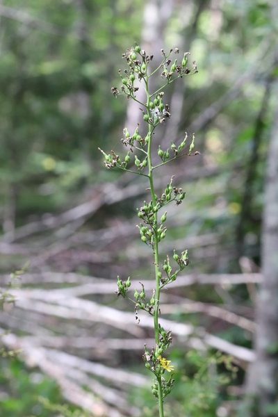 Lactuca triangulata, photographed by Nina Filippova