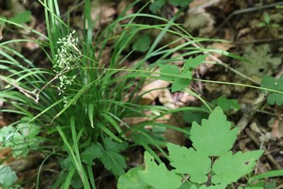 Thalictrum tuberiferum, photographed by Nina Filippova
