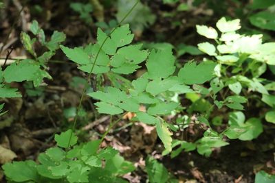 Thalictrum tuberiferum, photographed by Nina Filippova