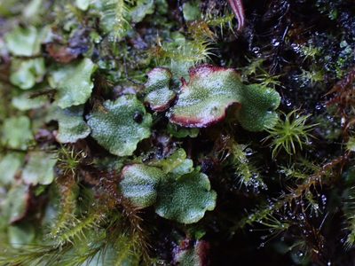 Marchantia quadrata, photographed by Randal