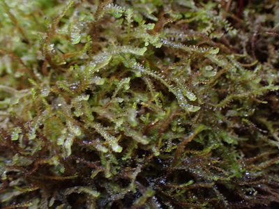 Odontoschisma denudatum, photographed by Randal