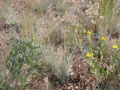 Festuca idahoensis, photographed by Matt Lavin
