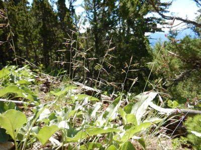 Festuca idahoensis, photographed by Matt Lavin
