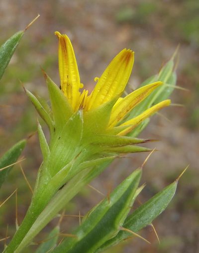 Cullumia aculeata, photographed by Nicola van Berkel