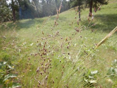 Festuca idahoensis, photographed by Matt Lavin