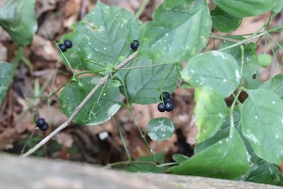 Rubia cordifolia, photographed by Nina Filippova