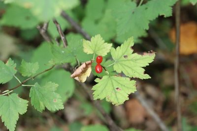 Ribes maximoviczianum, photographed by Nina Filippova