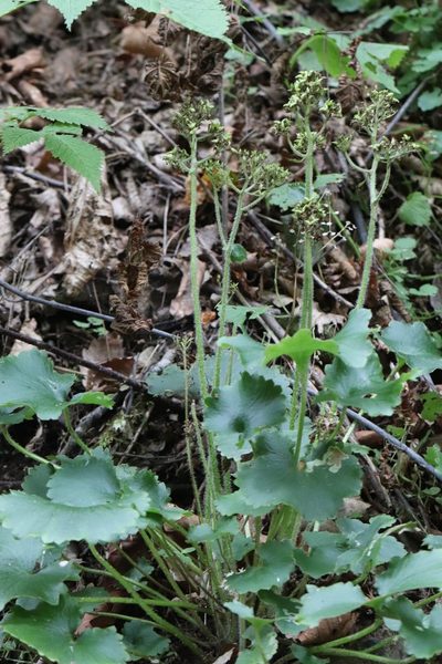 Micranthes manchuriensis, photographed by Nina Filippova