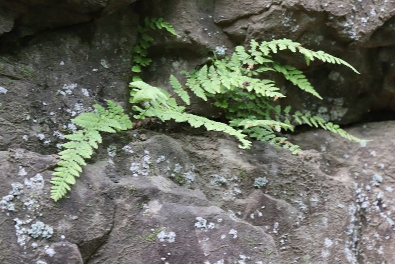 Woodsia manchuriensis, photographed by Nina Filippova