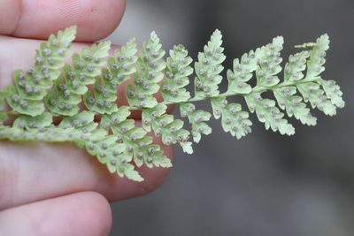 Woodsia manchuriensis, photographed by Nina Filippova