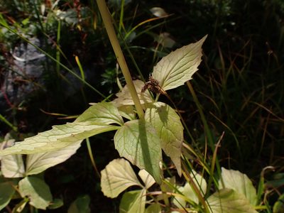 Valeriana sitchensis, photographed by Randal