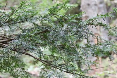 Taxus cuspidata, photographed by Nina Filippova