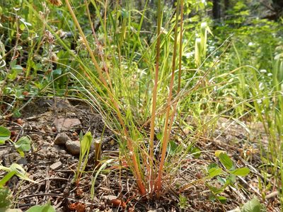 Festuca occidentalis, photographed by Matt Lavin