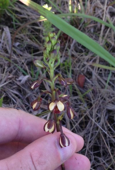 Eulophia tenella, photographed by Dave U