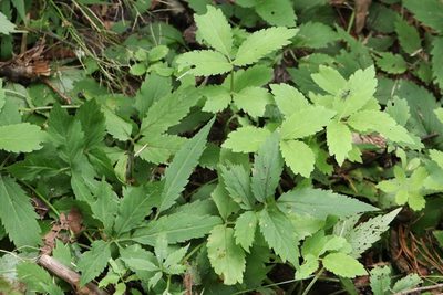 Cardamine macrophylla, photographed by Nina Filippova