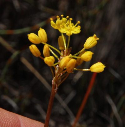Bulbinella triquetra, photographed by Tony Rebelo