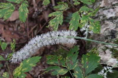 Actaea simplex, photographed by Nina Filippova