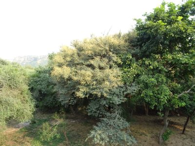 Vachellia leucophloea, photographed by Ajit Ampalakkad