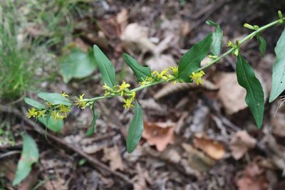 Solidago decurrens, photographed by Nina Filippova