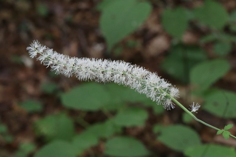 Actaea simplex, photographed by Nina Filippova