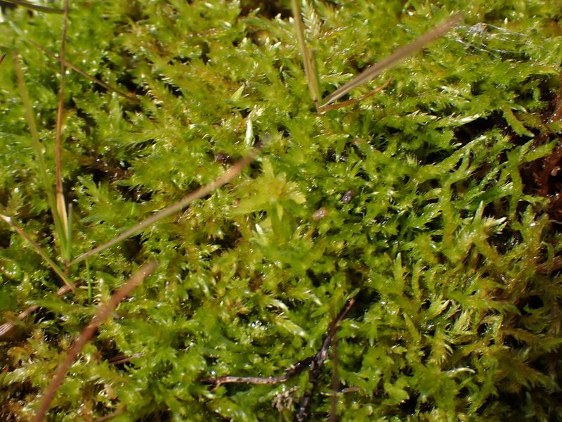 Calliergon richardsonii, photographed by Randal